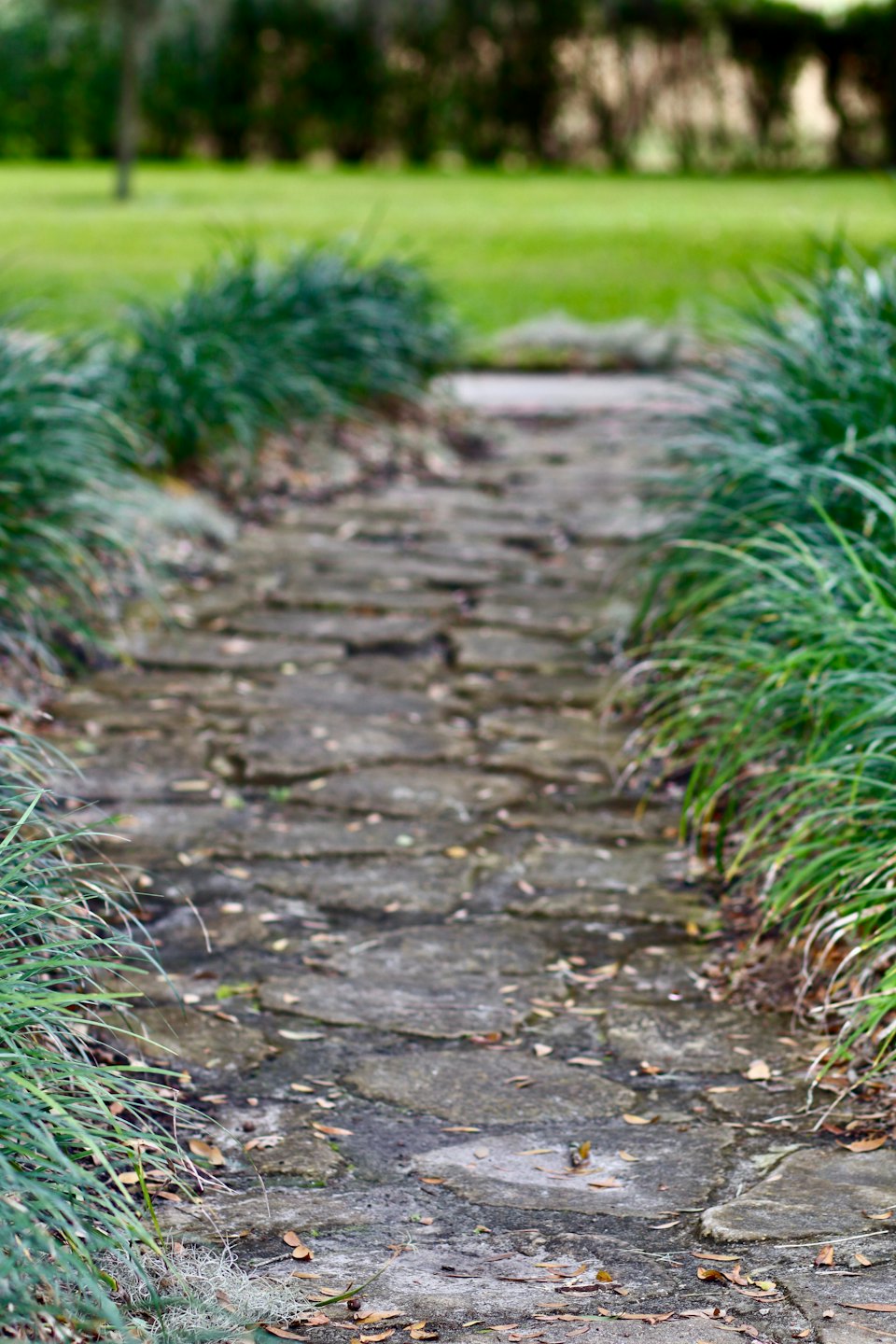 Stone pathway winds through a garden of ornamental grasses.